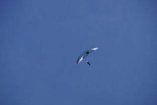 Leyu Sport下载-全国青少年水上滑翔锦标赛天津盛大开幕，水上滑翔机价格