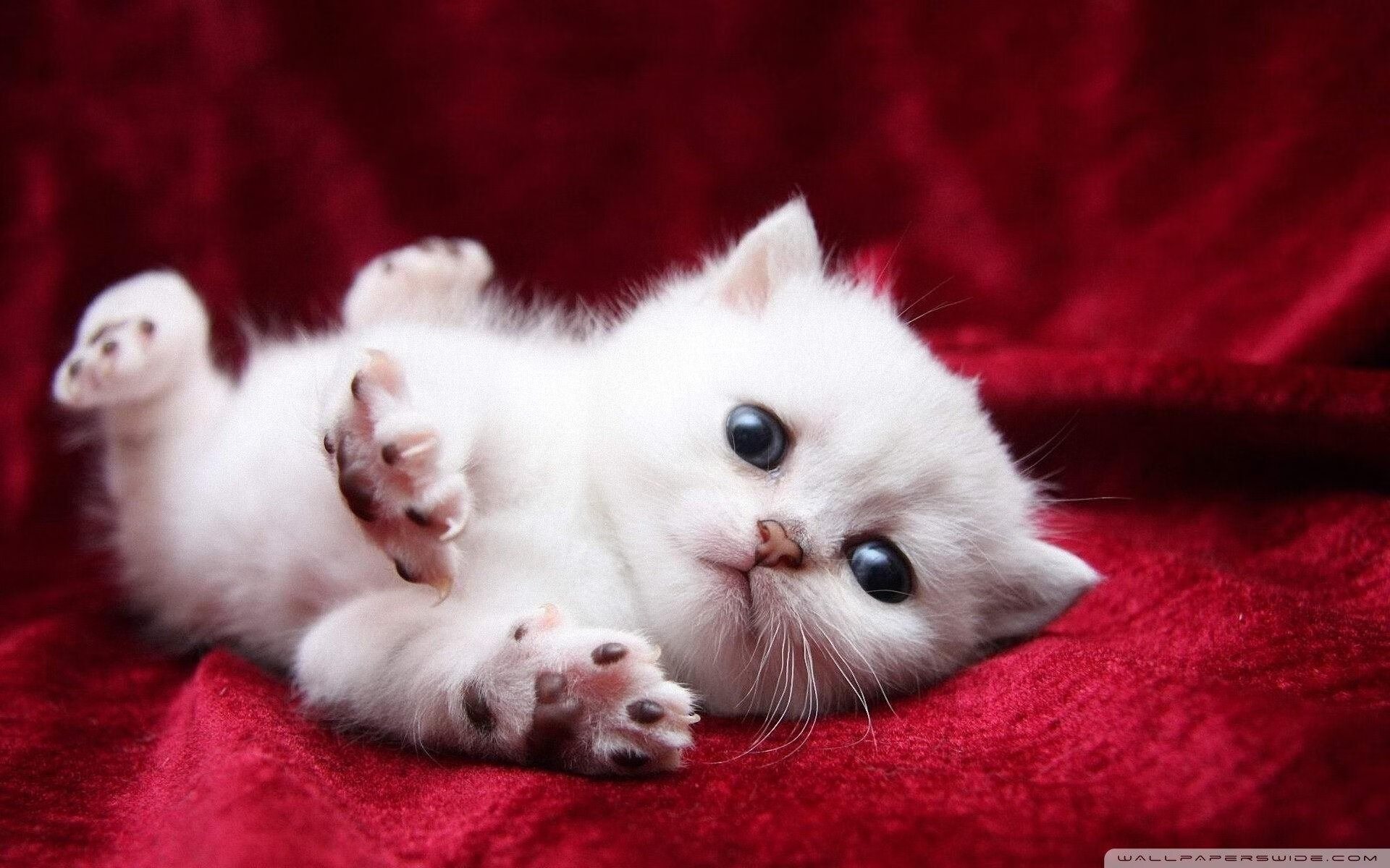 乐鱼电竞在线平台-世界杯预选赛中国队出战 技术分析展现希望，世界杯预选赛中国队打平