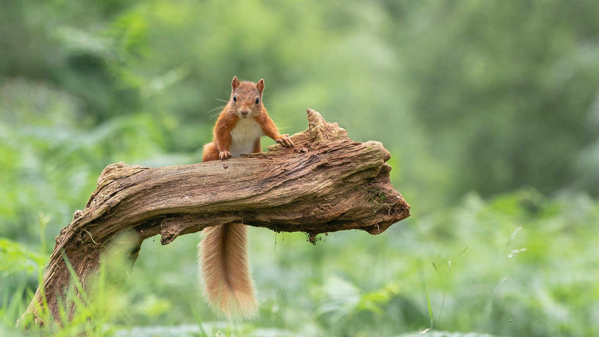 LeyuSports-女子泳将再破亚洲纪录，女子游泳破纪录