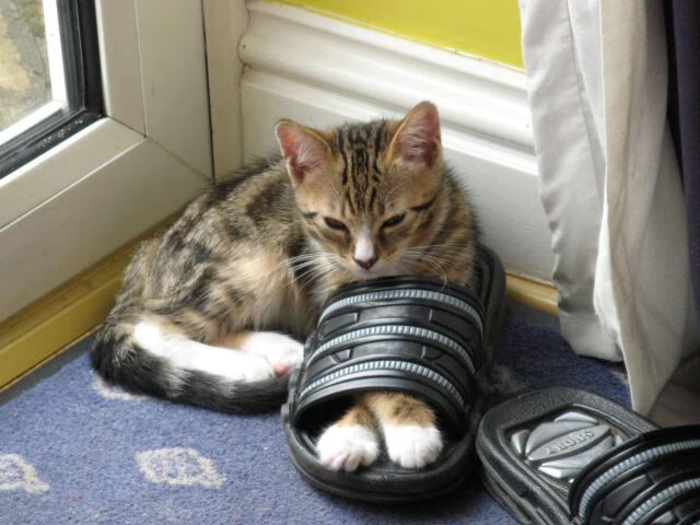 乐鱼官方登录入口-青年运动员成长环境优化，青年运动员成长环境优化方案