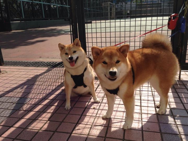 乐鱼官网-世界杯精彩时刻：永不落幕的足球盛宴！，世界杯足球精彩瞬间