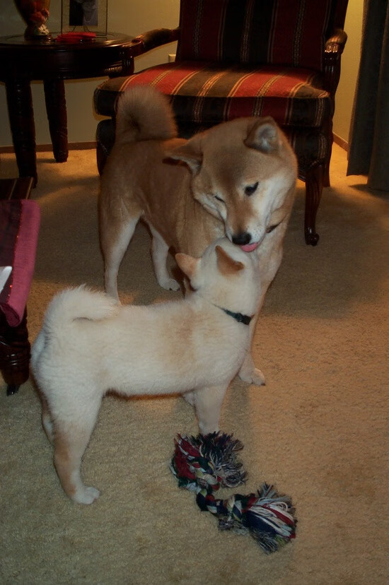 leyu.com-南非女篮在非洲锦标赛中夺得佳绩，迈入新纪元