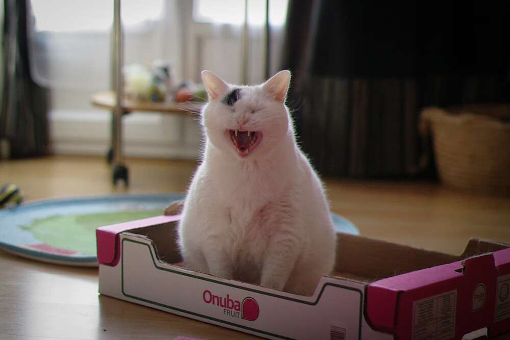 leyu乐鱼官网登录入口-卡普尔凭借冷静的判断和精确的突破，让袋鼠队进攻更具威胁，卡普尔公司