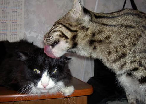 乐鱼官网-职业联赛推广环保理念引导绿色办赛新风尚，环保竞赛的意义